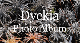 ディッキア（Dyckia）写真集